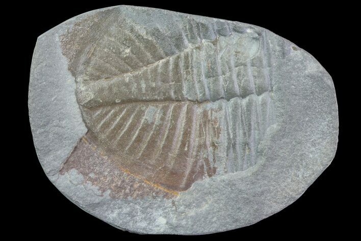Partial Ogyginus Cordensis - Classic British Trilobite #75912